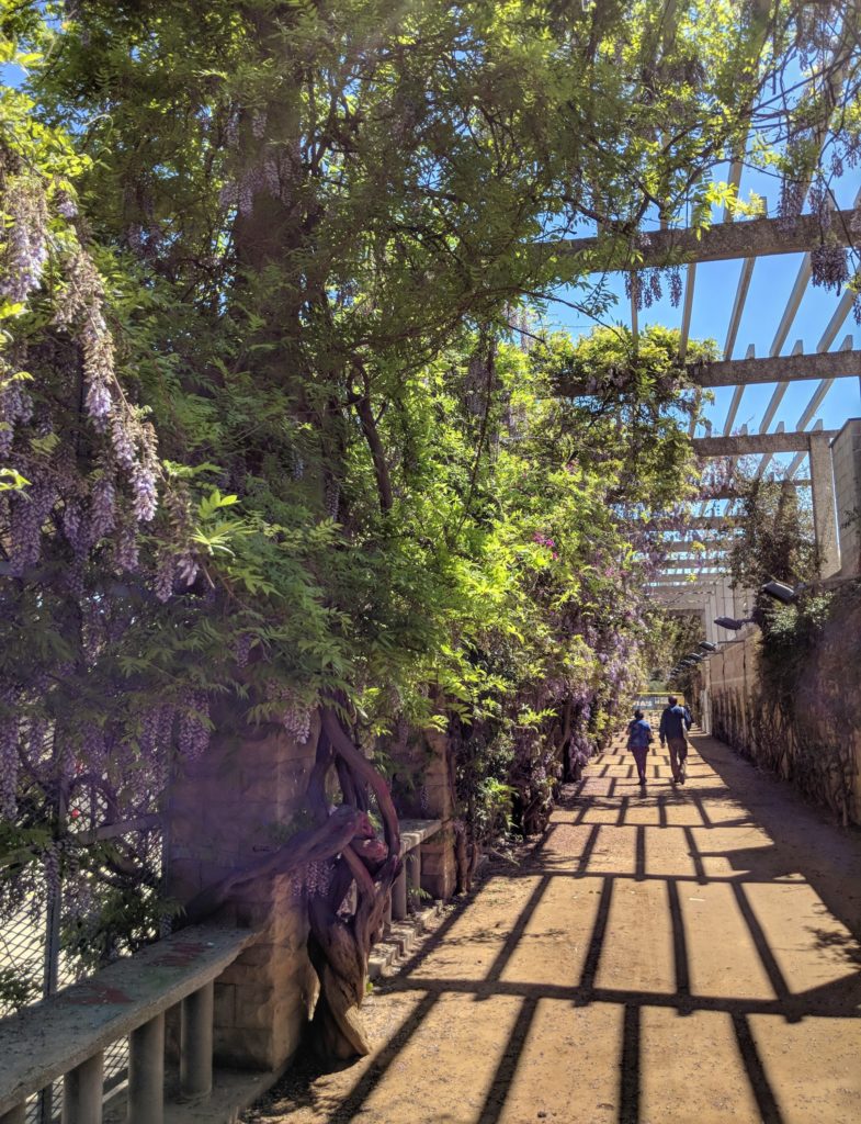 Arbor in Parc de Joan Mirò