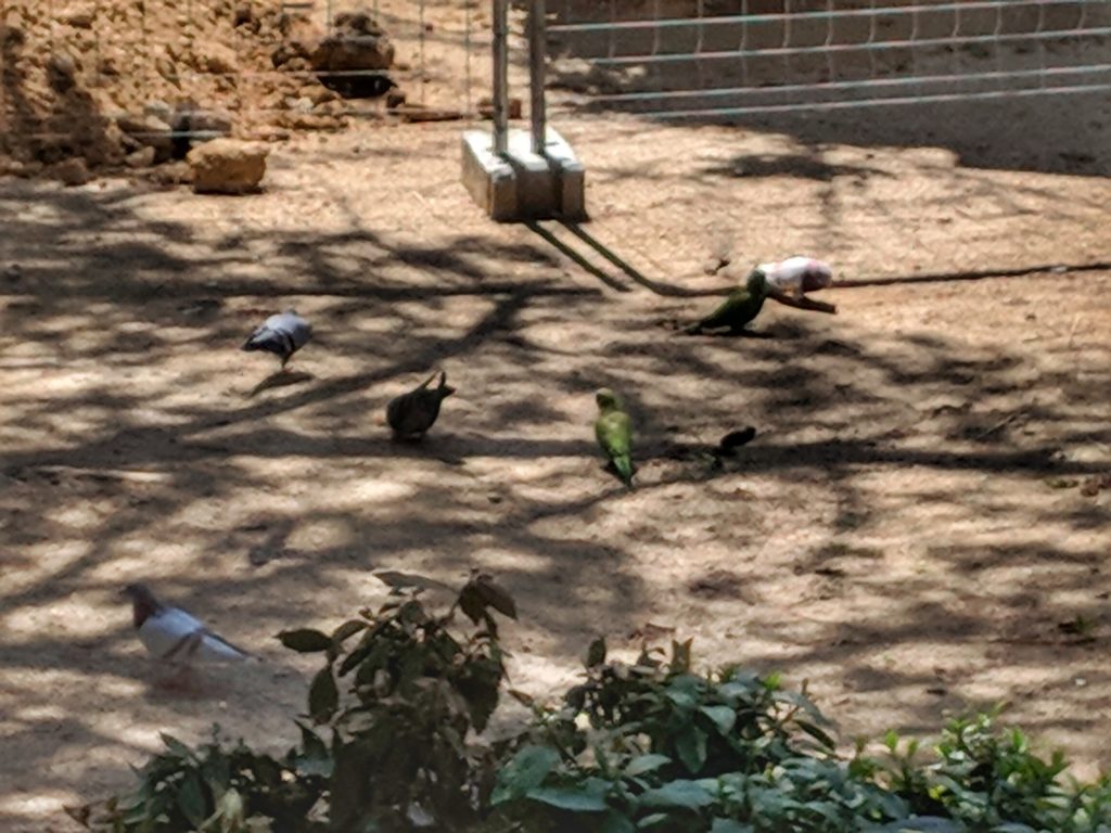 Parrots and pidgeons in Joan Miro Park