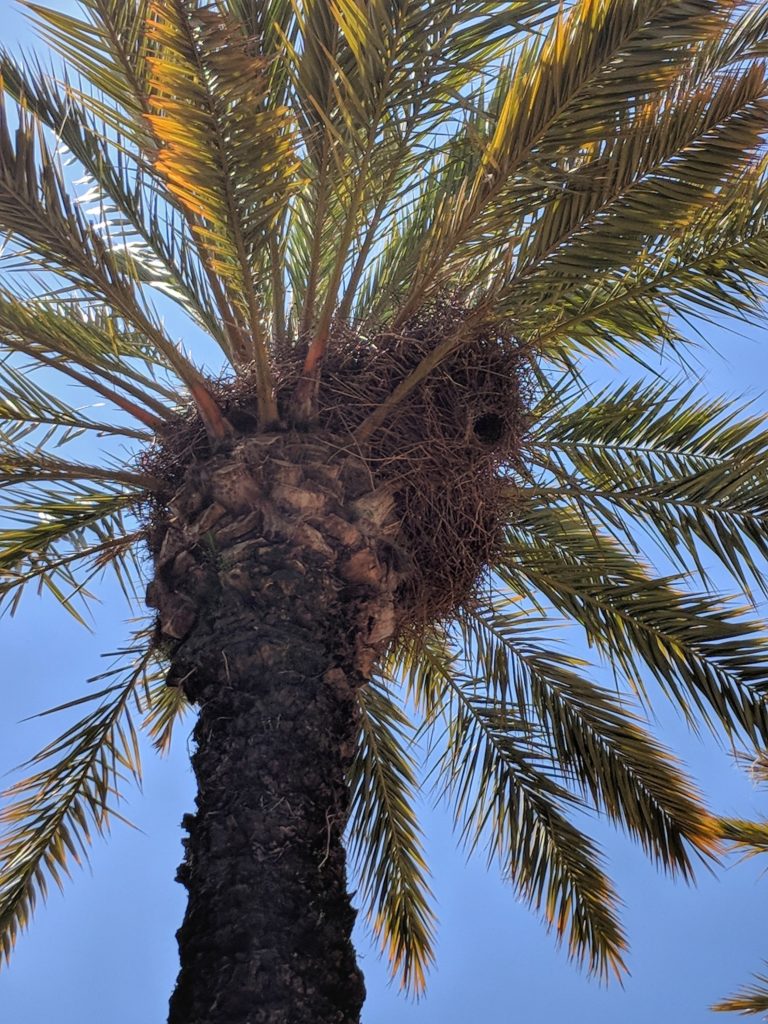 Parrot nest in a palm tree